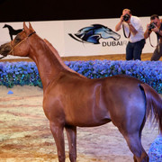 Class 1 | 2nd Place - AJ Wed | Ajman Stud