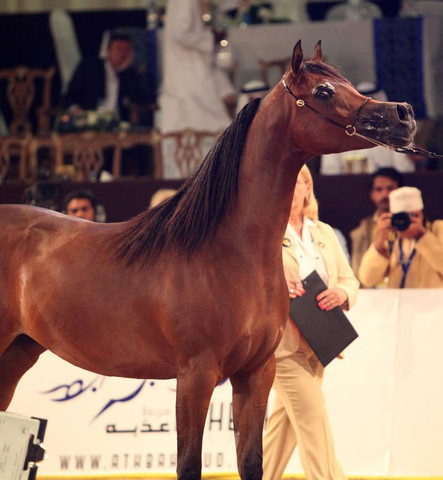 Class 2B | 2nd Place - D Crystal Moon | Dubai Arabian Horse Stud