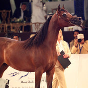 Class 2B | 2nd Place - D Crystal Moon | Dubai Arabian Horse Stud