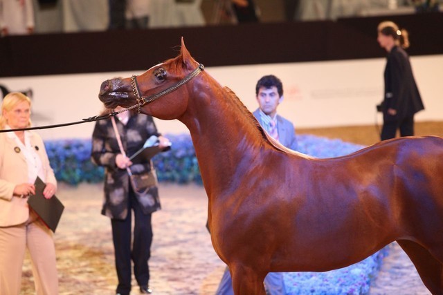 Class 2A | 2nd Place - Valentyna F | Dr. Ghanem Mohamed Obaid Alhajri