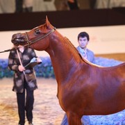 Class 2A | 2nd Place - Valentyna F | Dr. Ghanem Mohamed Obaid Alhajri