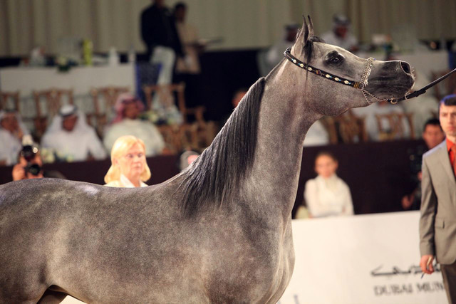 Class 3 | 2nd Place - Yamama Al Khalediah | Sheikh Khaled Ahmed Bagedo