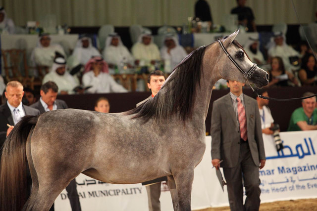 Class 2A | 3rd Place - Marhnika | Ajman Stud