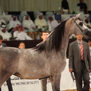 Class 2A | 3rd Place - Marhnika | Ajman Stud