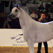 Class 3 | 1st Place - FT Shaella | Dubai Arabian Horse Stud