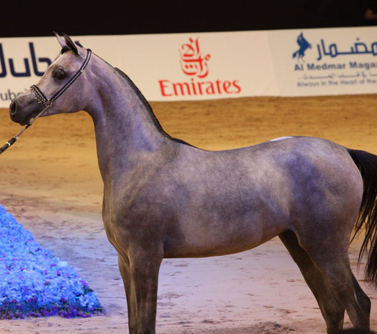 Class 1 | 3rd Place - AJ Raheda | Ajman Stud
