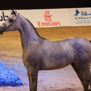 Class 1 | 3rd Place - AJ Raheda | Ajman Stud
