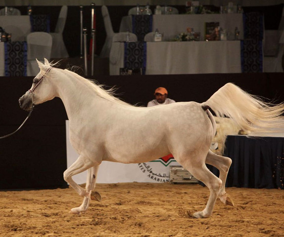 Class 4 | 1st Place - Badawieh AA | Ajman Stud