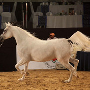 Class 4 | 1st Place - Badawieh AA | Ajman Stud