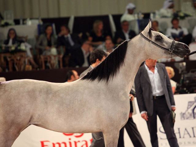 Class 2B | 3rd Place - Nooran Al Khalediah | H.R.H. Prince Khalid Bin Sultan Bin Abdul Aziz Al Saud