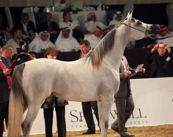 Class 2B | 1st Place - Sarah Al Nasser | Al Nasser Stud