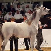 Class 2B | 1st Place - Sarah Al Nasser | Al Nasser Stud