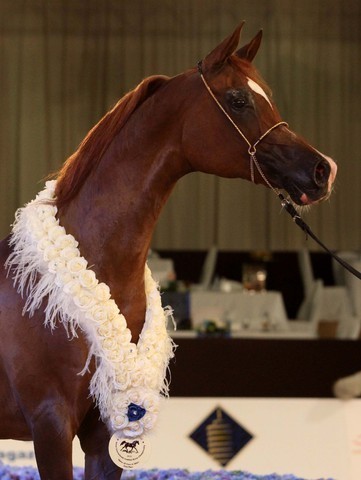 Class 6 | 1st Place - Kwestura | Ajman Stud