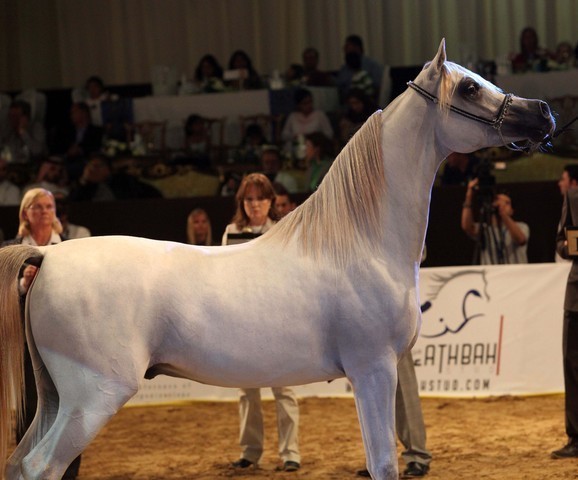 Class 8 | 3rd Place - AJ Darajj | Ahmed Hamad Musabeh Khalfan Almusarfi