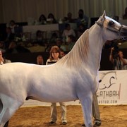 Class 8 | 3rd Place - AJ Darajj | Ahmed Hamad Musabeh Khalfan Almusarfi