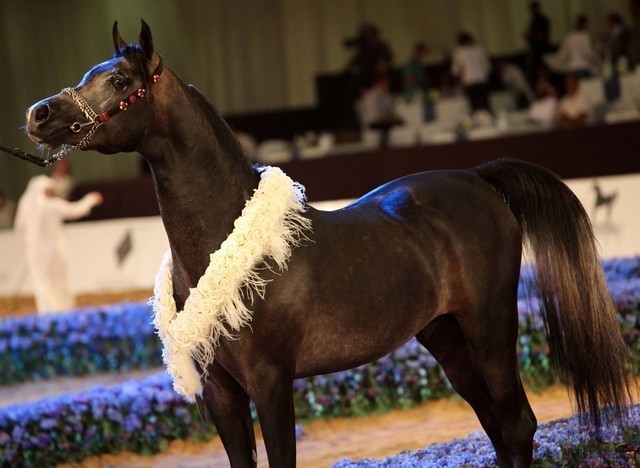 Class 9 | 1st Place - Jareer Al Khalediah | H.R.H. Prince Khalid Bin Sultan Bin Abdul Aziz Al Saud