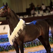 Class 9 | 1st Place - Jareer Al Khalediah | H.R.H. Prince Khalid Bin Sultan Bin Abdul Aziz Al Saud