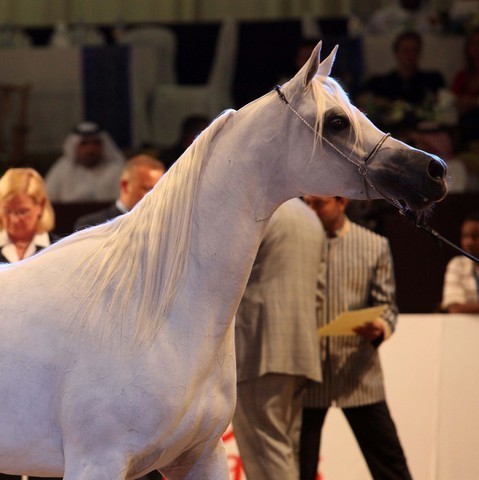 Class 5 | 2nd Place - Chammur | Ajman Stud