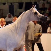 Class 5 | 2nd Place - Chammur | Ajman Stud