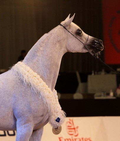Class 5 | 1st Place - Ladi Veronika | Dubai Arabian Horse Stud