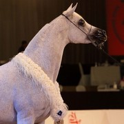 Class 5 | 1st Place - Ladi Veronika | Dubai Arabian Horse Stud