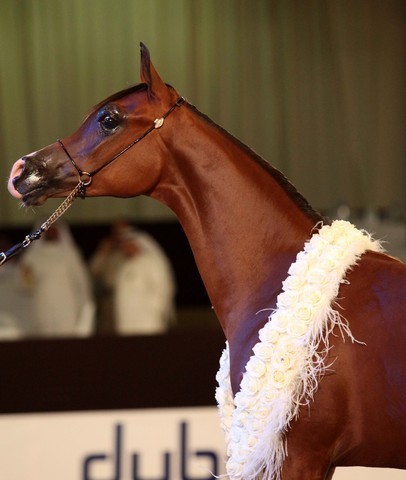 Class 7 | 1st Place  - Kanz Al Bidayer | Sheikh Mohammed Saod Sultan Saqar Al Qassimi
