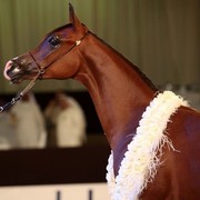 Class 7 | 1st Place  - Kanz Al Bidayer | Sheikh Mohammed Saod Sultan Saqar Al Qassimi