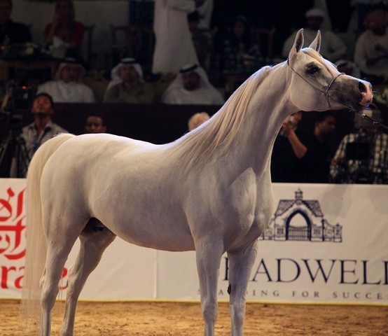 Class 6 | 2nd Place - Deska HJE | Ajman Stud
