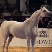 Class 6 | 2nd Place - Deska HJE | Ajman Stud