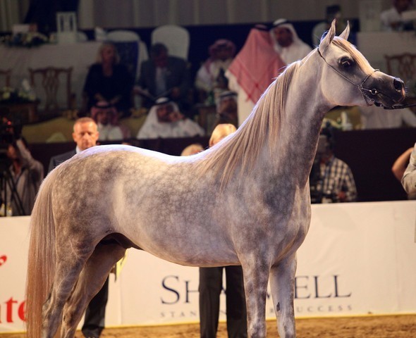 Class 9 | 3rd Place - Azeem IBN Justice | Ajman Stud