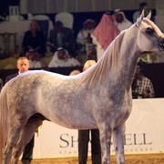 Class 9 | 3rd Place - Azeem IBN Justice | Ajman Stud