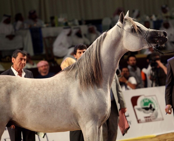 Class 8 | 2nd Place - Al Ayal AA | The Al Ayal Partnership