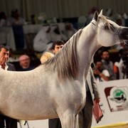 Class 8 | 2nd Place - Al Ayal AA | The Al Ayal Partnership