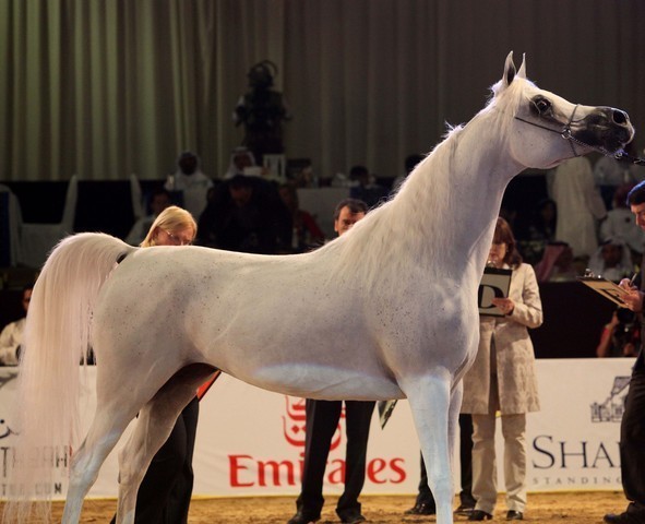 Class 6 | 3rd Place - S A Misha Apal | Sheikha Abdulla Bin Mohammed Ali Althani