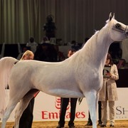 Class 6 | 3rd Place - S A Misha Apal | Sheikha Abdulla Bin Mohammed Ali Althani