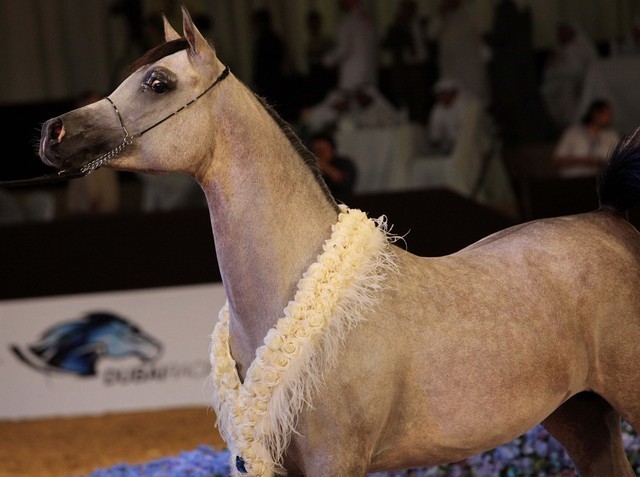 Class 8 | 1st Place - D Maraksh | Dubai Arabian Horse stud