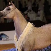 Class 8 | 1st Place - D Maraksh | Dubai Arabian Horse stud