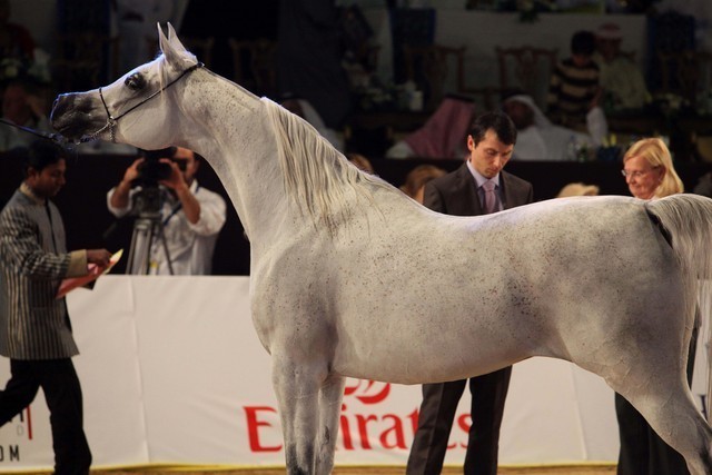 Class 5 | 3rd Place - Dorar | Royal Cavalry of Oman