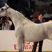 Class 5 | 3rd Place - Dorar | Royal Cavalry of Oman