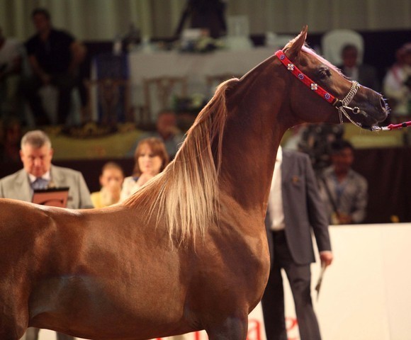 Class 9 | 2nd Place - Spartacus T O | Ajman Stud