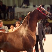 Class 9 | 2nd Place - Spartacus T O | Ajman Stud