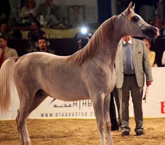 Class 7 | 2nd Place - AJ Bintan | Ajman Stud