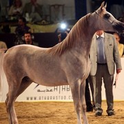 Class 7 | 2nd Place - AJ Bintan | Ajman Stud