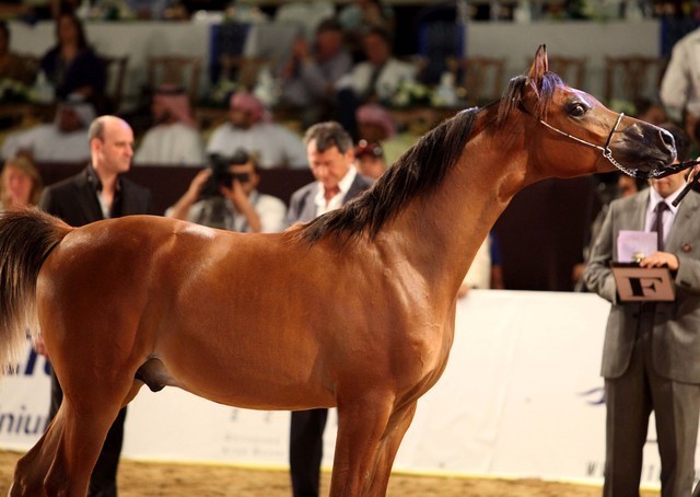 Class 7 | 3rd Place - Siram Athbah | HRH Prince Abdul Aziz Bin Ahmed As Saud