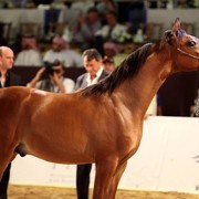 Class 7 | 3rd Place - Siram Athbah | HRH Prince Abdul Aziz Bin Ahmed As Saud