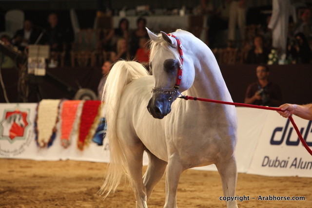 2010 Dubai International Arabian Horse Championships