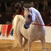 2010 Dubai International Arabian Horse Championships
