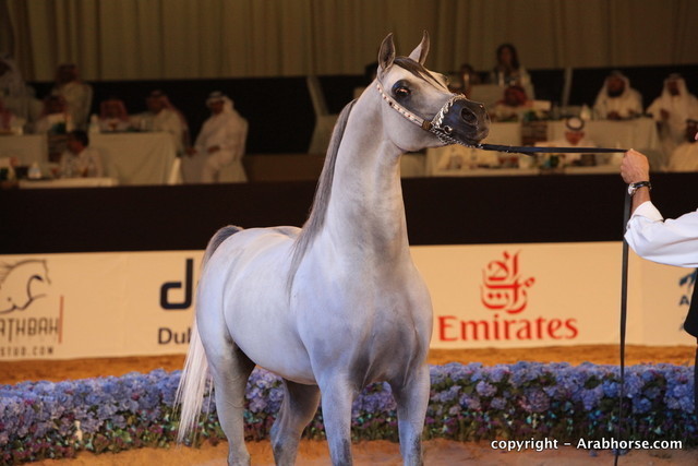 2010 Dubai International Arabian Horse Championships
