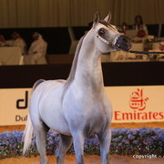 2010 Dubai International Arabian Horse Championships