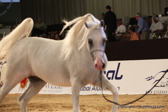 2010 Dubai International Arabian Horse Championships
